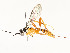  ( - CBG-A58586-B09)  @11 [ ] CreativeCommons - Attribution Share - Alike (2024) CBG Photography Group Centre for Biodiversity Genomics