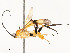  ( - CBG-A58586-G03)  @11 [ ] CreativeCommons - Attribution Share - Alike (2024) CBG Photography Group Centre for Biodiversity Genomics