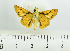  ( - RMNH.INS.1092345)  @11 [ ] CreativeCommons - Attribution Share-Alike (2024) Vincent Kalkman Naturalis Biodiversity Center