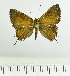  ( - RMNH.INS.1536750)  @11 [ ] CreativeCommons  Attribution (by) (2024) Unspecified Naturalis Biodiversity Center