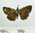  ( - RMNH.INS.1623595)  @11 [ ] CreativeCommons  Attribution (by) (2024) Unspecified Naturalis Biodiversity Center