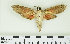  ( - RMNH.INS.1536660)  @11 [ ] CreativeCommons  Attribution (by) (2024) Unspecified Naturalis Biodiversity Center