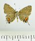  ( - RMNH.INS.1536750)  @11 [ ] CreativeCommons  Attribution (by) (2024) Unspecified Naturalis Biodiversity Center