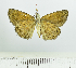  ( - RMNH.INS.1623595)  @11 [ ] CreativeCommons  Attribution (by) (2024) Unspecified Naturalis Biodiversity Center