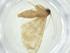  (Idaea Malaise9042 - CBG-A34489-H03)  @11 [ ] CreativeCommons - Attribution Share - Alike (2024) Centre for Biodiversity Genomics Centre for Biodiversity Genomics