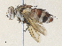  ( - CBG-A35158-E06)  @11 [ ] CreativeCommons - Attribution Share - Alike (2024) CBG Photography Group Centre for Biodiversity Genomics
