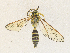  ( - CBG-A35160-C02)  @11 [ ] CreativeCommons - Attribution Share - Alike (2024) CBG Photography Group Centre for Biodiversity Genomics