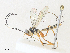  ( - CBG-A35193-F11)  @11 [ ] CreativeCommons - Attribution Share - Alike (2024) CBG Photography Group Centre for Biodiversity Genomics