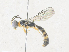  ( - CBG-A35194-A11)  @11 [ ] CreativeCommons - Attribution Share - Alike (2024) CBG Photography Group Centre for Biodiversity Genomics