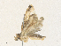  ( - CBG-A35195-E02)  @11 [ ] CreativeCommons - Attribution Share - Alike (2024) CBG Photography Group Centre for Biodiversity Genomics