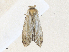  ( - CBG-A35196-C02)  @11 [ ] CreativeCommons - Attribution Share - Alike (2024) CBG Photography Group Centre for Biodiversity Genomics