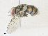  ( - CBG-A35196-D09)  @11 [ ] CreativeCommons - Attribution Share - Alike (2024) CBG Photography Group Centre for Biodiversity Genomics