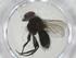  (Eucelatoria Malaise3529 - CBG-A36137-B02)  @11 [ ] CreativeCommons - Attribution Share - Alike (2024) Centre for Biodiversity Genomics Centre for Biodiversity Genomics