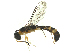  ( - CBG-A36295-A02)  @11 [ ] CreativeCommons - Attribution Share Alike (2024) CBG Photography Group Centre for Biodiversity Genomics
