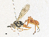  ( - CBG-A36713-H01)  @11 [ ] CreativeCommons - Attribution Share - Alike (2024) CBG Photography Group Centre for Biodiversity Genomics