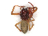  ( - CBG-A36713-H06)  @11 [ ] CreativeCommons - Attribution Share-Alike (2024) CBG Photography Group Centre for Biodiversity Genomics