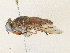  ( - CBG-A36714-G06)  @11 [ ] CreativeCommons - Attribution Share - Alike (2024) CBG Photography Group Centre for Biodiversity Genomics