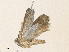  ( - CBG-A36716-H06)  @11 [ ] CreativeCommons - Attribution Share - Alike (2024) CBG Photography Group Centre for Biodiversity Genomics