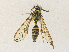 ( - CBG-A36719-B05)  @11 [ ] CreativeCommons - Attribution Share - Alike (2024) CBG Photography Group Centre for Biodiversity Genomics