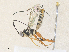  ( - CBG-A36865-B03)  @11 [ ] CreativeCommons - Attribution Share - Alike (2024) CBG Photography Group Centre for Biodiversity Genomics
