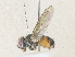  ( - CBG-A36865-D07)  @11 [ ] CreativeCommons - Attribution Share - Alike (2024) CBG Photography Group Centre for Biodiversity Genomics
