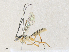  ( - CBG-A36865-F03)  @11 [ ] CreativeCommons - Attribution Share - Alike (2024) CBG Photography Group Centre for Biodiversity Genomics