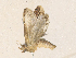  ( - CBG-A36865-H07)  @11 [ ] CreativeCommons - Attribution Share - Alike (2024) CBG Photography Group Centre for Biodiversity Genomics