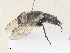  ( - CBG-A36866-C02)  @11 [ ] CreativeCommons - Attribution Share - Alike (2024) CBG Photography Group Centre for Biodiversity Genomics
