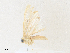  ( - CBG-A36866-D10)  @11 [ ] CreativeCommons - Attribution Share - Alike (2024) CBG Photography Group Centre for Biodiversity Genomics