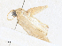  ( - CBG-A36866-G01)  @11 [ ] CreativeCommons - Attribution Share - Alike (2024) CBG Photography Group Centre for Biodiversity Genomics
