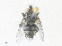  (Pseudochaeta Malaise2084 - CBG-A36871-D11)  @11 [ ] CreativeCommons - Attribution Share - Alike (2024) CBG Photography Group Centre for Biodiversity Genomics