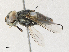  ( - CBG-A30962-B04)  @11 [ ] CreativeCommons - Attribution Share - Alike (2024) CBG Photography Group Centre for Biodiversity Genomics