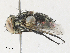  (Distichona Malaise5528 - CBG-A30964-C04)  @11 [ ] CreativeCommons - Attribution Share - Alike (2024) CBG Photography Group Centre for Biodiversity Genomics
