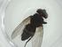  (Carcelia Janzen4312 - CBG-A31368-A02)  @11 [ ] CreativeCommons - Attribution Share - Alike (2024) Centre for Biodiversity Genomics Centre for Biodiversity Genomics