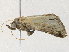  ( - CBG-A31777-E04)  @11 [ ] CreativeCommons - Attribution Share - Alike (2024) CBG Photography Group Centre for Biodiversity Genomics