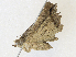  ( - CBG-A31777-H11)  @11 [ ] CreativeCommons - Attribution Share - Alike (2024) CBG Photography Group Centre for Biodiversity Genomics