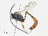  (Casinaria Janzen10 - CBG-A31779-C09)  @11 [ ] CreativeCommons - Attribution Share - Alike (2024) CBG Photography Group Centre for Biodiversity Genomics