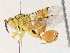  ( - CBG-A31779-D04)  @11 [ ] CreativeCommons - Attribution Share - Alike (2024) CBG Photography Group Centre for Biodiversity Genomics