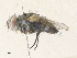 ( - CBG-A31780-H08)  @11 [ ] CreativeCommons - Attribution Share - Alike (2024) CBG Photography Group Centre for Biodiversity Genomics