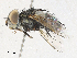  ( - CBG-A31836-H01)  @11 [ ] CreativeCommons - Attribution Share - Alike (2024) CBG Photography Group Centre for Biodiversity Genomics