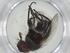  (Eucelatoria Malaise9754 - CBG-A32975-F07)  @11 [ ] CreativeCommons - Attribution Share - Alike (2024) Centre for Biodiversity Genomics Centre for Biodiversity Genomics