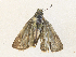  ( - CBG-A33499-B02)  @11 [ ] CreativeCommons - Attribution Share - Alike (2024) CBG Photography Group Centre for Biodiversity Genomics