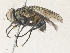  ( - CBG-A33500-B06)  @11 [ ] CreativeCommons - Attribution Share - Alike (2024) CBG Photography Group Centre for Biodiversity Genomics