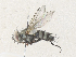  ( - CBG-A33500-C05)  @11 [ ] CreativeCommons - Attribution Share - Alike (2024) CBG Photography Group Centre for Biodiversity Genomics