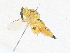  (chalJaznzen6182 - CBG-A33500-G01)  @11 [ ] CreativeCommons - Attribution Share - Alike (2024) CBG Photography Group Centre for Biodiversity Genomics