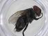  (Houghia Janzen1010 - CBG-A33671-H03)  @11 [ ] CreativeCommons - Attribution Share - Alike (2024) Centre for Biodiversity Genomics Centre for Biodiversity Genomics