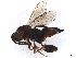  ( - CBG-A33808-E01)  @11 [ ] CreativeCommons - Attribution Share Alike (2024) CBG Photography Group Centre for Biodiversity Genomics