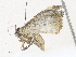  ( - CBG-A34328-B08)  @11 [ ] CreativeCommons - Attribution Share - Alike (2024) CBG Photography Group Centre for Biodiversity Genomics