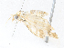  ( - CBG-A34329-F12)  @11 [ ] CreativeCommons - Attribution Share - Alike (2024) CBG Photography Group Centre for Biodiversity Genomics