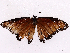  ( - CBG-A34330-H10)  @11 [ ] CreativeCommons - Attribution Share-Alike (2024) CBG Photography Group Centre for Biodiversity Genomics